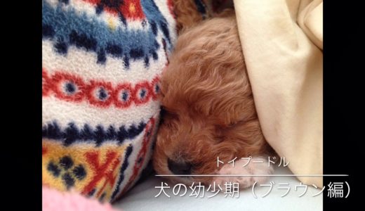 トイプードル 犬の（ブラウンの幼少期）