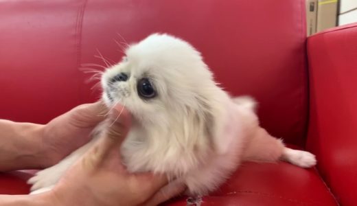 ペットショップ 犬の家 三木店 「ペキニーズ」