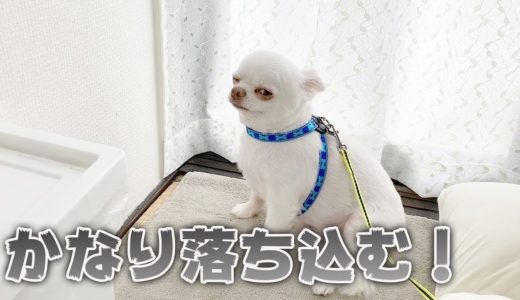 「やばい！」散歩と言われて内心かなり焦っている犬！チワワのコハク