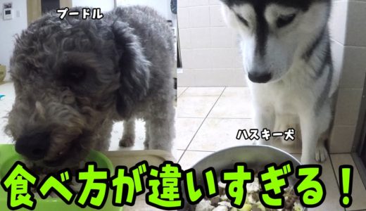 小型犬と大型犬のご飯の食べ方が違いすぎる プードルとハスキー犬 Husky and Poodle