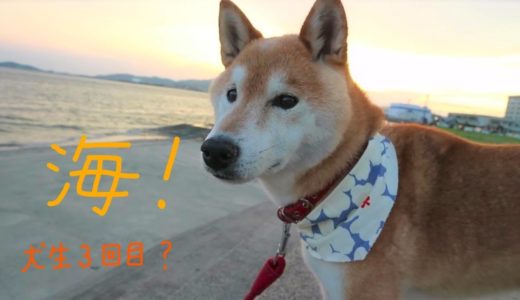 犬生３回目の海にきた柴犬、びびりっぱなし