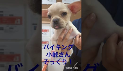 人面犬現る‼︎バイキングの小峠さん激似のフレンチブルドッグ発見！