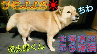 北海道犬🐶元保護猫😻 Hokkaido dogA protective catGirls & Fishing 渡辺ボス