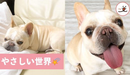 知らなかった優しい世界💖 元繁殖犬もなちゃんの、家族とのあったかい日々✨【PECO TV】