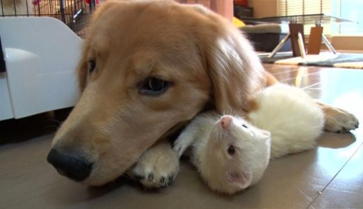 ｢どうぶつピース!!かわいい大図鑑｣犬編（122）なかよし：犬×フェレット 運ぶの大好き