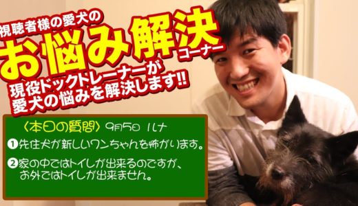 【愛犬のお悩み解決コーナー】先住犬が新しいワンちゃんを怖がります。家の中ではトイレが出来るのですが、お外ではトイレが出来ません。