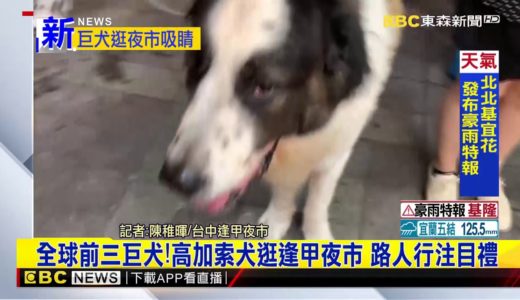 最新》全球前三巨犬！高加索犬逛逢甲夜市 路人行注目禮