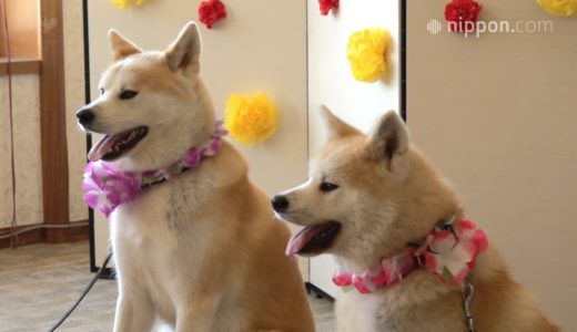 秋田犬お誕生日会に潜入！／秋田・大館 | nippon.com