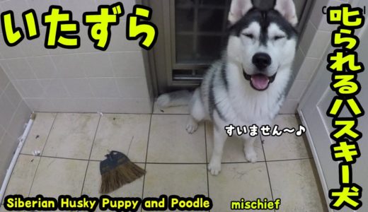 いたずらして怒られるハスキー犬の様子が可愛い Husky Puppy and Poodle