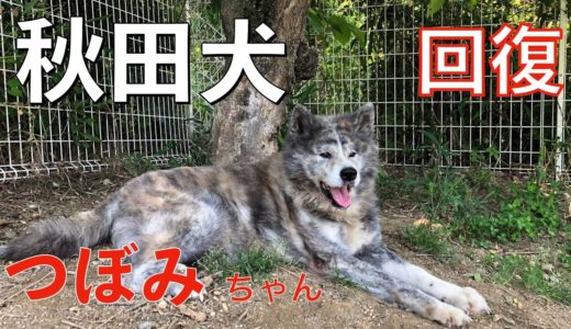 秋田犬つぼみちゃん体力回復して来ました！Animal Rescue Nursing