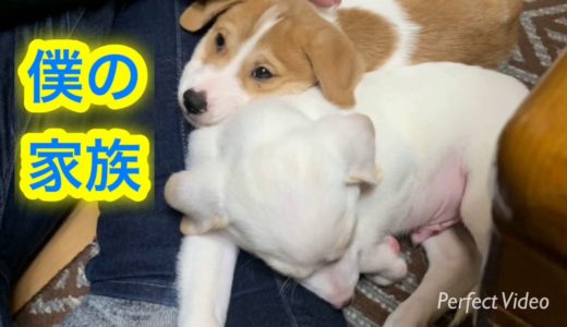 ☆僕の家族【かわいい犬】で癒されませんか☆