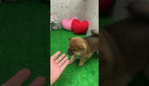 ペットショップ 犬の家みなと店 「豆柴」「105469」