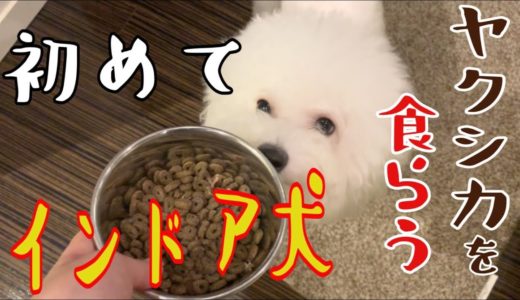 初めてのヤクシカ肉を食らうインドア系の犬の反応がこちら。