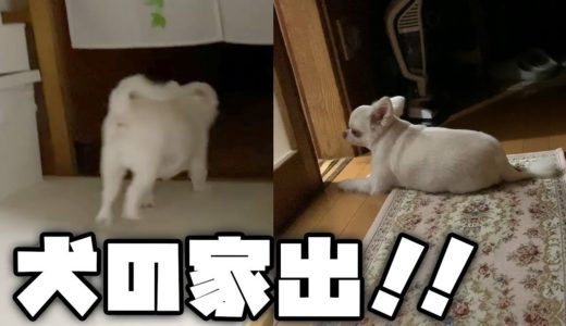 姉ちゃんと喧嘩して家出（部屋出）そして落ち込む犬！チワワのコハク