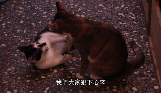 犬貓「不再流浪」  從結紮做起