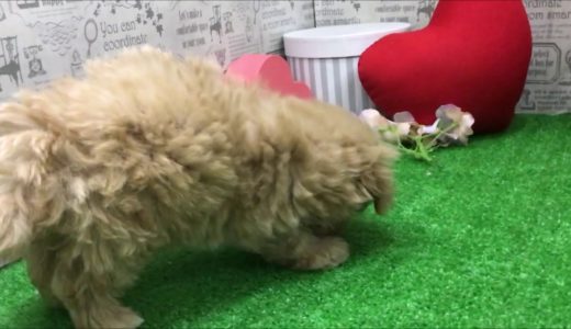 ペットショップ 犬の家 みなと店 「ハーフ犬」「105293」