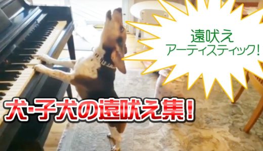 ピアノを引いて歌う犬！かわいい犬・子犬の遠吠え集！【週刊もふもふ】