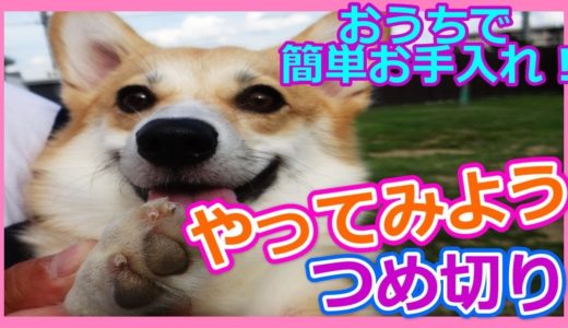 【犬】おうちでお手入れ！簡単つめ切り　あなたにも出来る！！