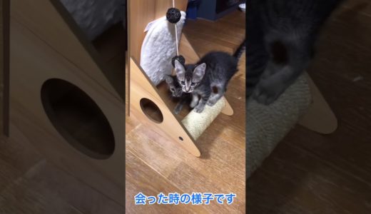 ✴︎保護猫✴︎初めて犬と会った子猫達。