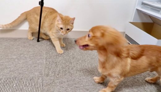 やっぱり猫が好きすぎる犬