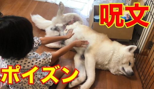 台風直撃！呪文・ポイズン！白魔術師降臨・秋田犬アトピー治れI am suffering from atopic dermatitis