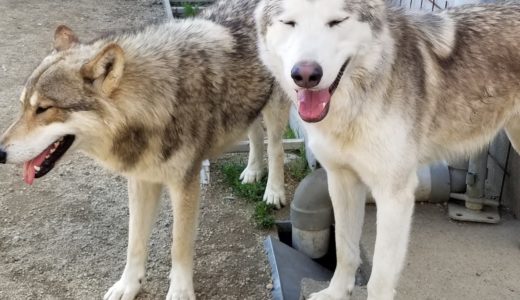 調子に乗りすぎた狼犬