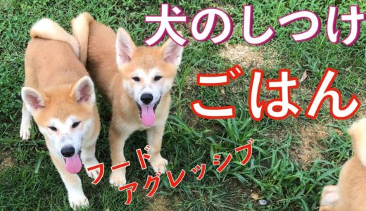 【犬のしつけ】ごはんのあげ方！？ V ol.03 Animal Rescue Nursing