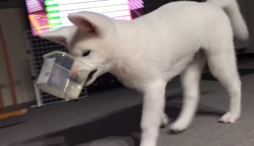 【秋田犬もんたろう #58】「味噌容器は楽しい」Akita inu