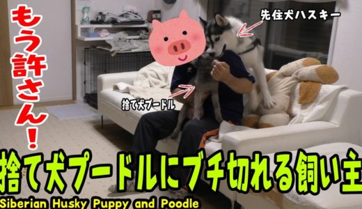 捨て犬プードルにブチ切れる飼い主 Husky Puppy and poodle