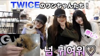 【韓国】TWICEのサナちゃん・モモちゃん・ツウィちゃんの犬に会ってきました【癒し】