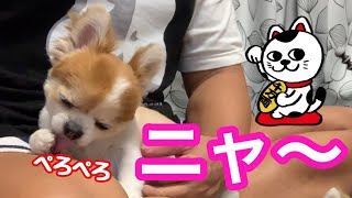 大嫌いな雷で緊張の余り犬だという事を忘れてしまったチワワ