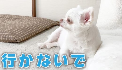 ママのお出掛けを切なそうに見つめる犬！チワワのコハク