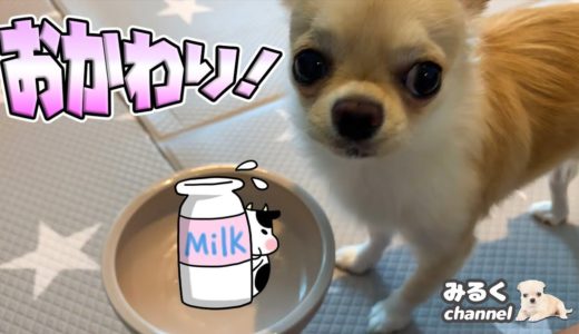 ‪🔴ヨーグルトが美味しすぎておねだりする犬【食べ物】【大好物】