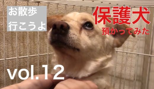 【保護犬預かってみた】散歩したことない犬を外に連れ出したい【2ヶ月と5日目】