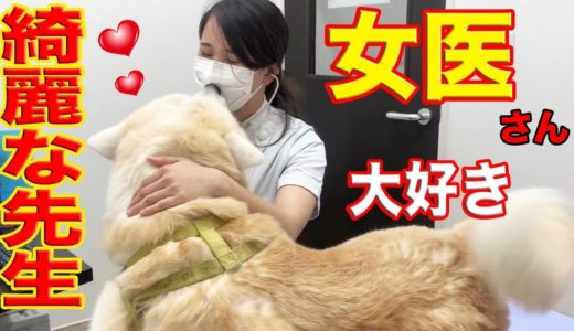 愛しの女医さん.秋田犬.感激・綺麗な若い先生・Loveタッチ♪veterinary hospital