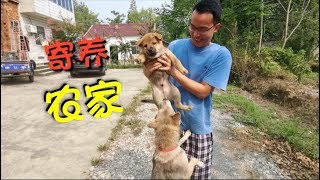 中华田园犬狗崽子寄养农村三天，主人疯狂吐槽，太操心了！