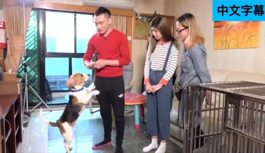 煉狗術師Eric Ko教比高犬由咬主人、亂撲人 變到唔使餵食物都聽教聽話 (寵物狗救星 – 超級馴犬師 – EP01-1)