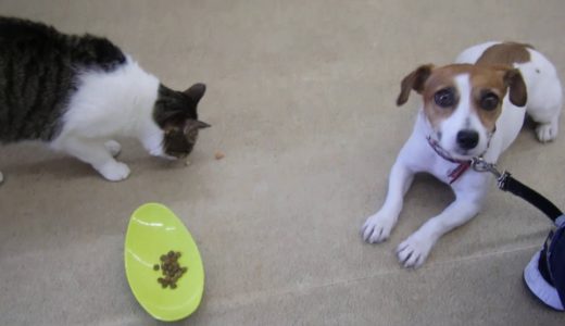 犬の幼稚園 ラムネちゃんとトレーニング