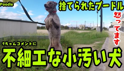 不細工な小汚い犬と言われた 捨てられたプードル Poodle