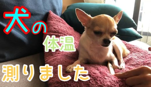 🐶チワワ[仮病を手伝うやさしい犬] Chihuahua helping with the sickness