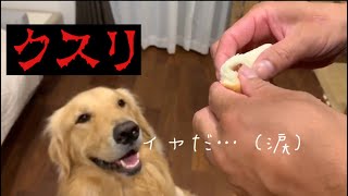 【大型犬】無理矢理はイヤだ！ゴールデンレトリバーのれお