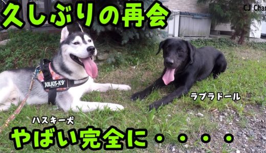 久しぶりの再会 ラブラドールとハスキー犬　大興奮 Husky and labrador retriever