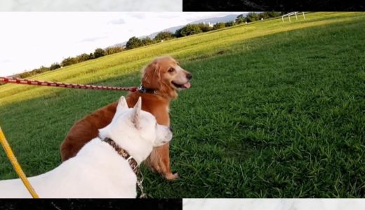 早朝の河川敷へ😊ゴールデンレトリバー・紀州犬