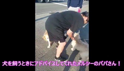 【犬 かわいい】かわいいメリーがお散歩デビューしました！dog