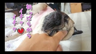 朝っぱらから愛を確認し合う飼い主とパグ犬ぷぅ Pug