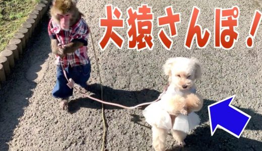 「犬の散歩」ができる天才猿！ワンちゃんへの気づかいがマジ天才…！！