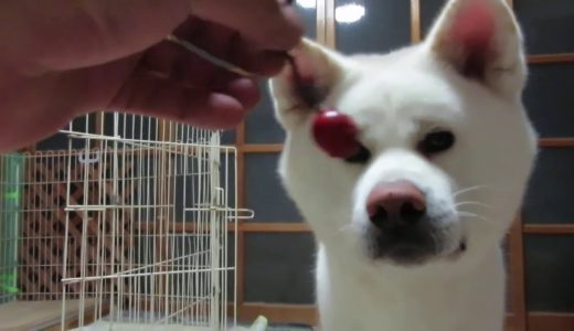 【秋田犬ゆうき】天狗の鈴を見つけたのでチロチロと音を鳴らして遊ぶ【akita dog】