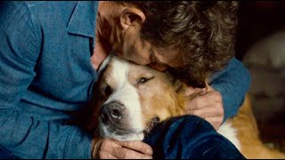 犬と飼い主の深い絆に、たった45秒で泣ける…!!映画『僕のワンダフル・ジャーニー』本編映像