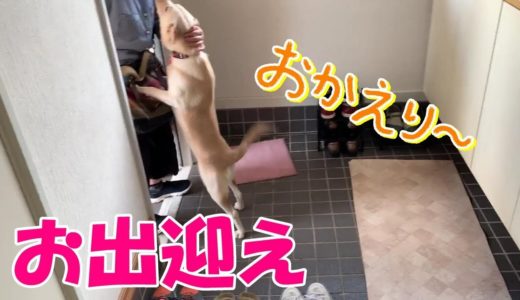 元保護犬コハクのお出迎え。必死過ぎてちょっとしたハプニングが・・・