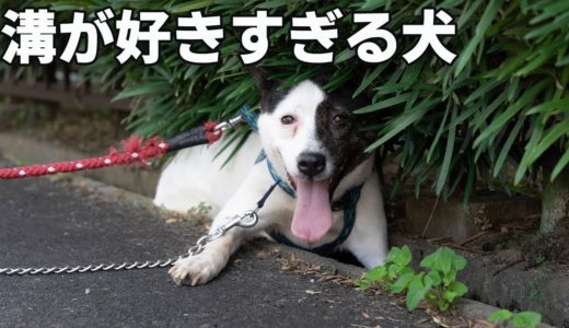 溝が好きすぎな犬『個性というもの』